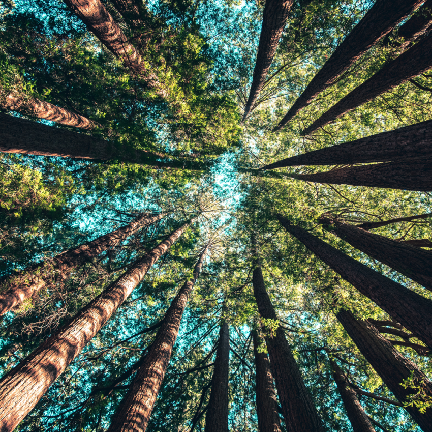 Sustainability trees
