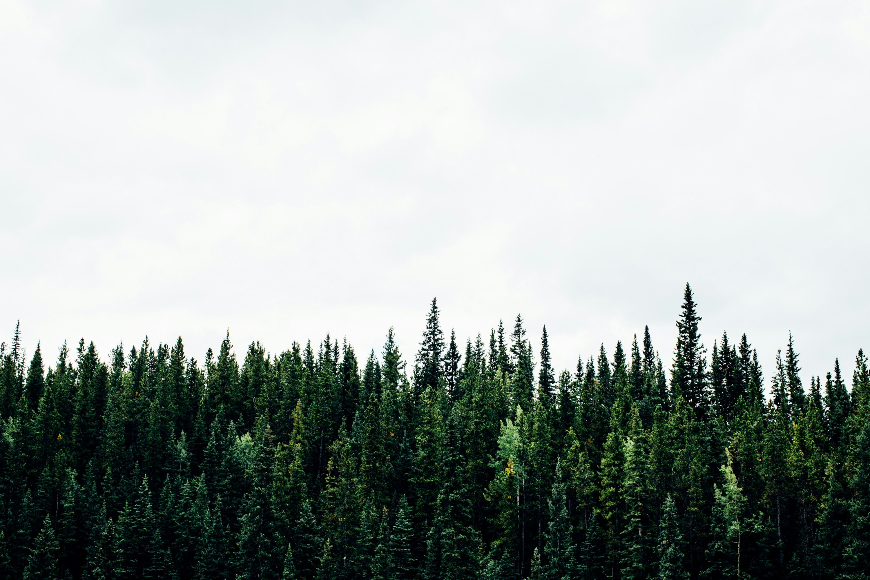 Forest edge in Canada